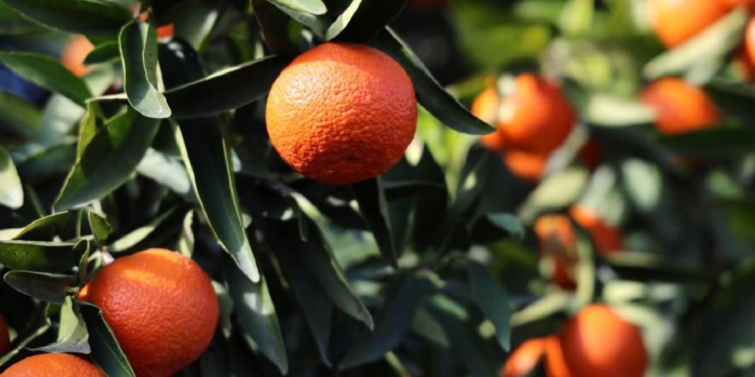 Mevsimin en ucuz meyvesi oldu! 15 TL’den 8 TL’ye geriledi… 4